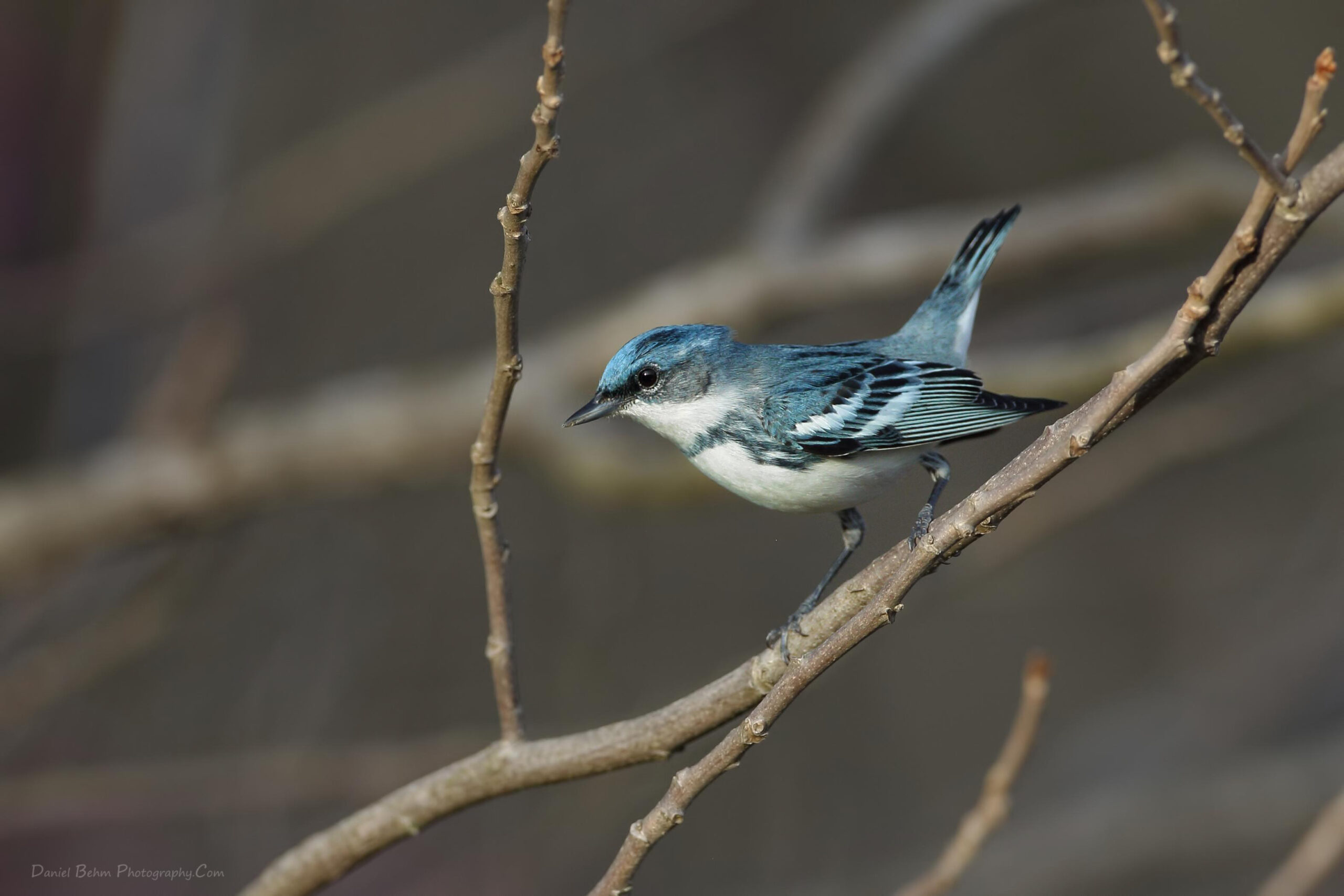 Cerulean Warbler Guided Tours Michigan Audubon