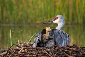Sandhill Crane on nest.