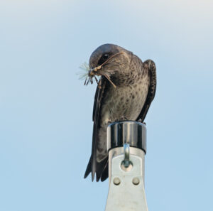 Adult female Purple Martin with dragonfly in beak.