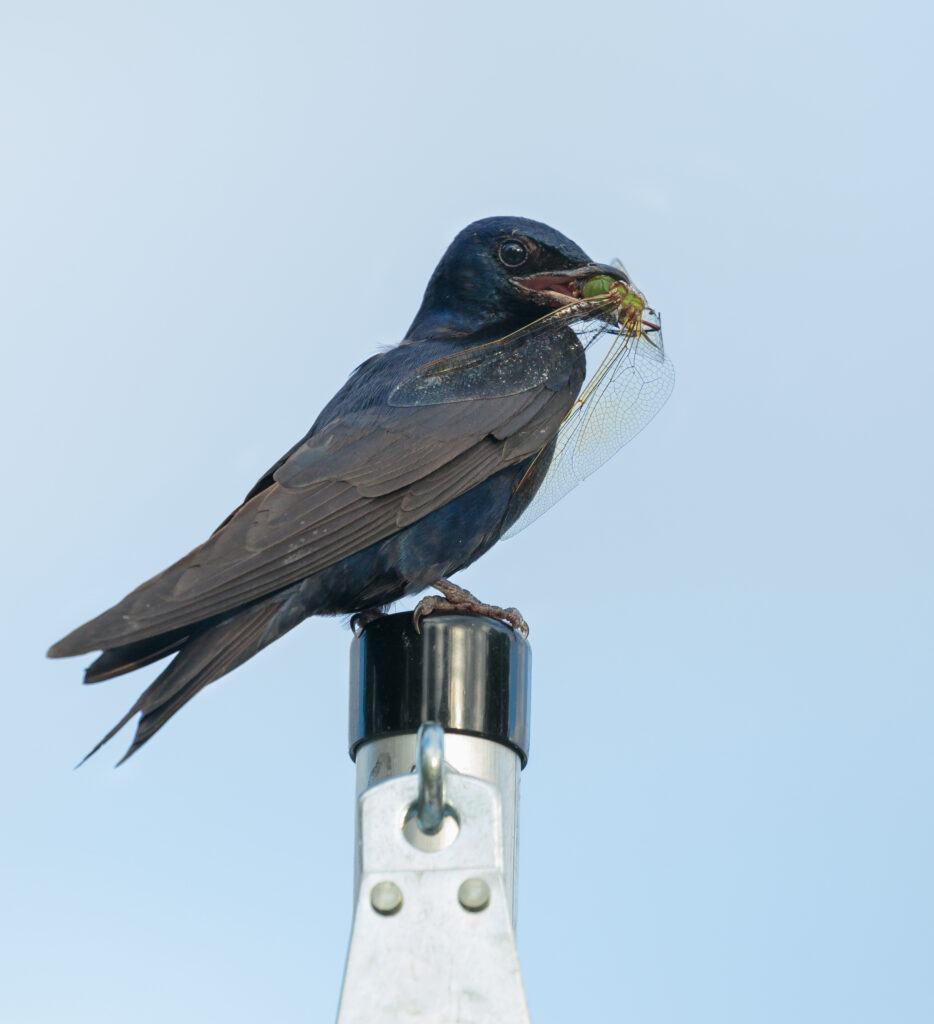 Adult male Purple Martin with dragonfly in beak.