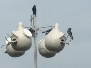 A Purple Martin colony in Michigan with four gourds and three Purple Martins perched on them.
