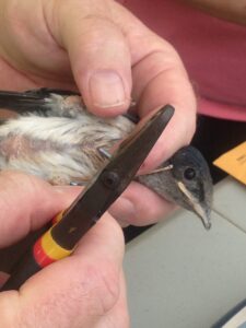 A Purple Martin chick is examined during the banding process.