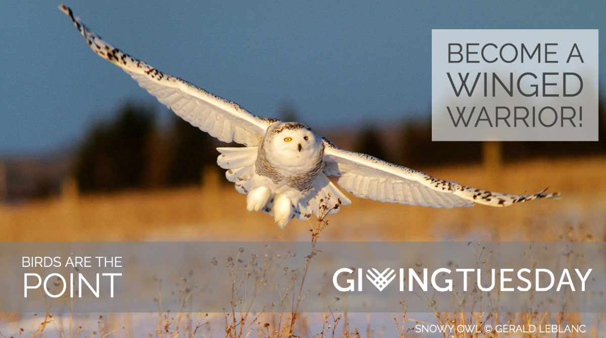 Winged Warriors GT Snowy Twitter