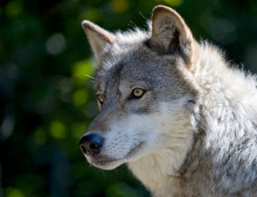 Give feedback on Michigan’s gray wolf management plan by January 31, 2022