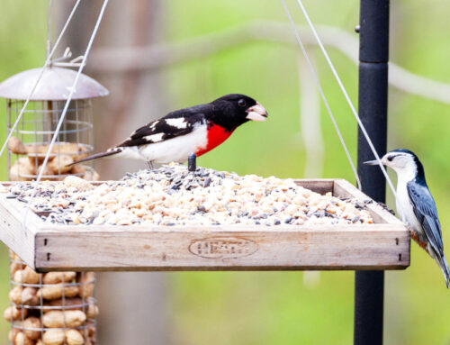 Temporary removal of bird feeders can help to slow the spread of avian influenza