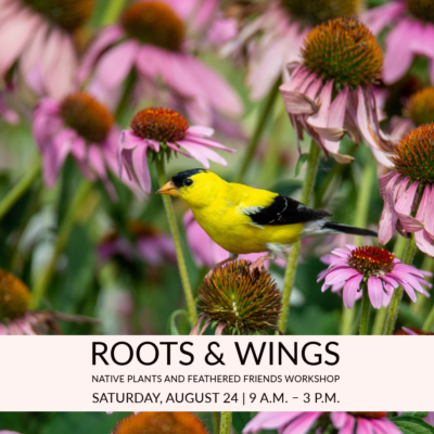 Link to Roots and Wings