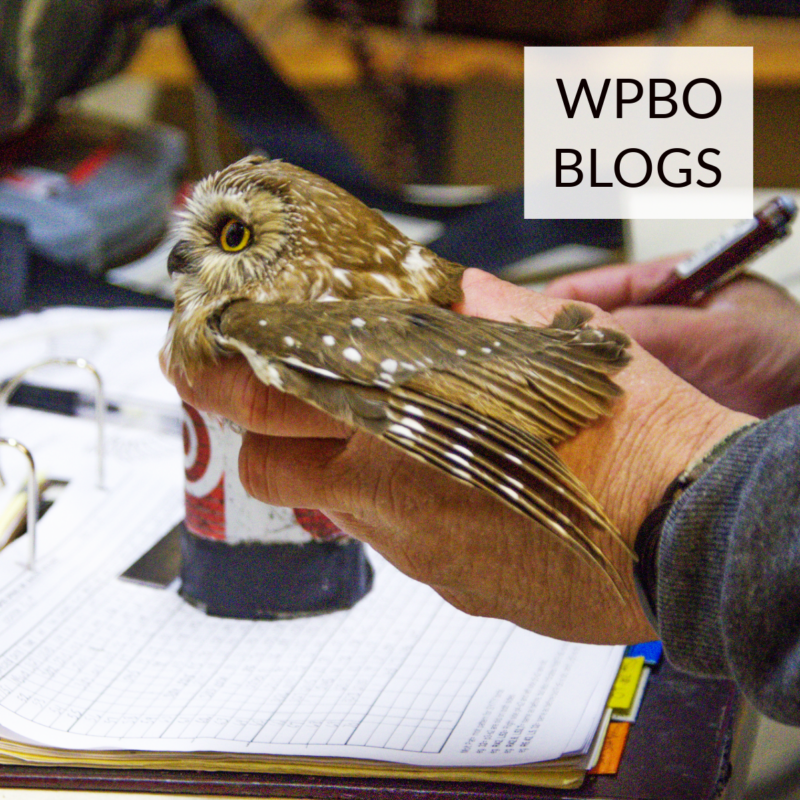 Link to WPBO Blogs