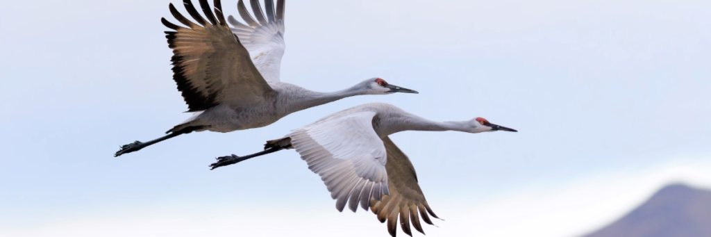 Sandhill Cranes Vineyard BANNER