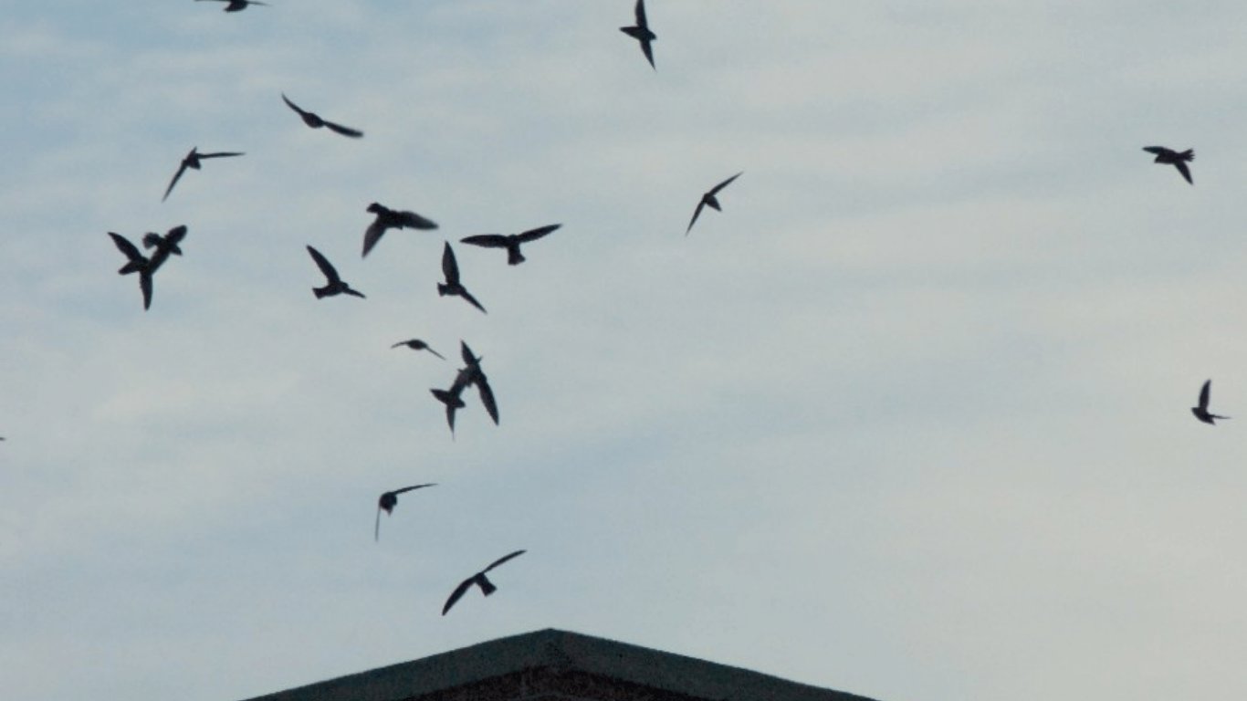Chimney Swifts swirling above Smith Floral & Greenhouses in Lansing during Swift Night Out, a birdwatching event hosted by Michigan Audubon and Capital Area Audubon Society, May 5–11"
