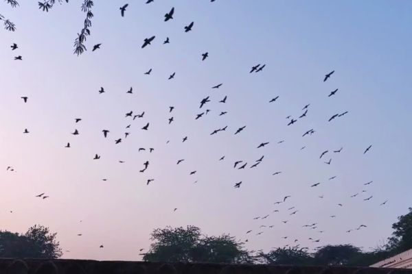 "Chimney Swifts swirling above Smith Floral & Greenhouses in Lansing during Swift Night Out, a birdwatching event hosted by Michigan Audubon and Capital Area Audubon Society, May 5–11"