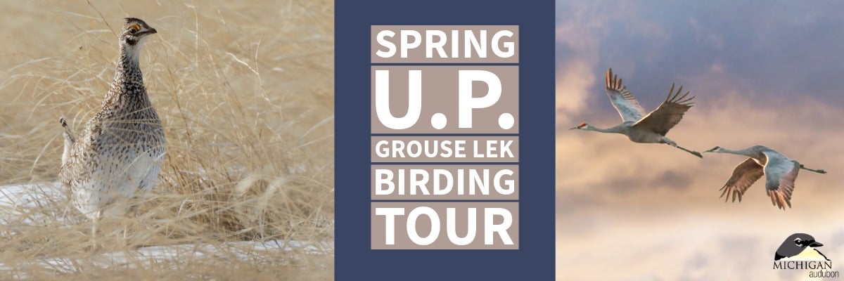 Spring Grouse Tour