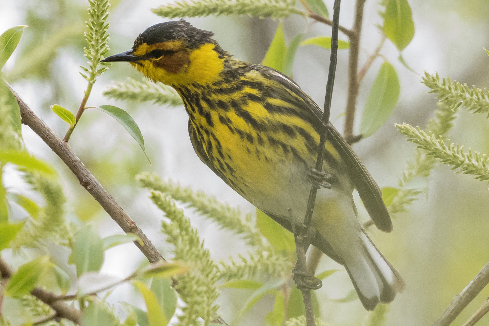 Cape May Warbler by Chuck Mekbel