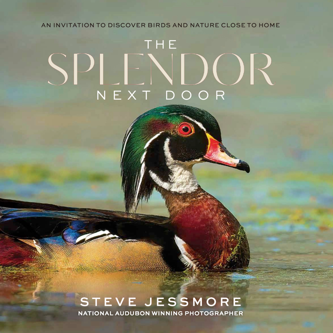 The Splendor Next Door